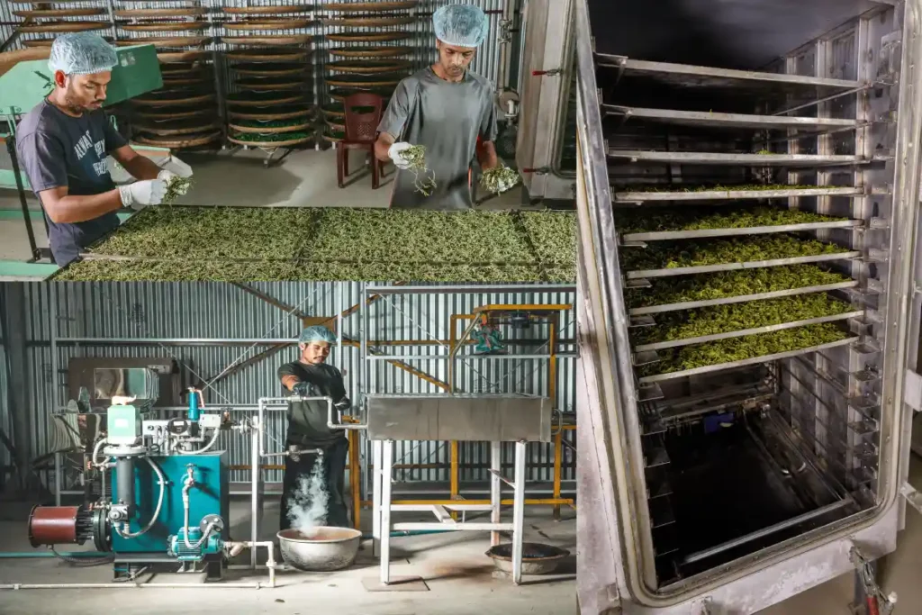 Deroi Tea Processing